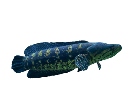 Blotched snakehead , Forest snakehead  on white background.           (clipping path)の写真素材