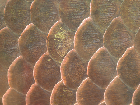 (Close Up) Fish scale texture for background.の写真素材