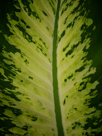 green leaf texture for background.の写真素材
