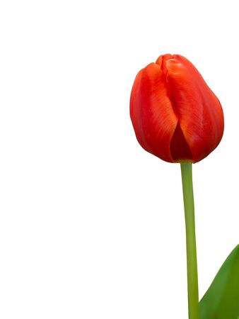 Beautiful Red Tulips , isolated on white background. (This has clipping path)の写真素材