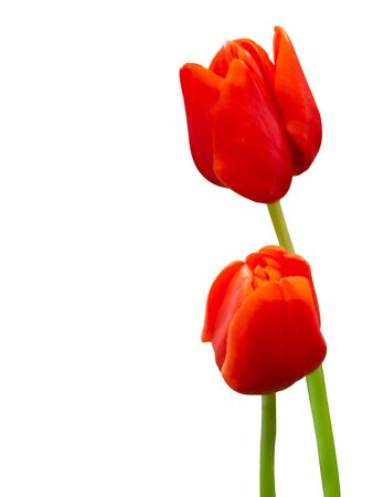 Beautiful Red Tulips , isolated on white background. (This has clipping path)の写真素材