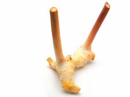 Fresh slices galangal rhizomes isolated on white background.(with free space for text)の写真素材