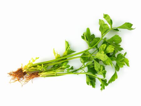  fresh coriander leaves over white background. (Good food for health)の写真素材