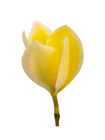 plumeria rubra flowers isolated on white background. (clipping path)の写真素材