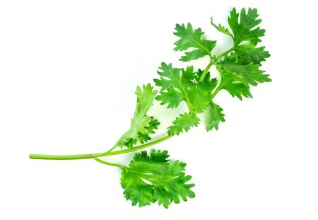 Coriander leaves , fresh green cilantro isolated on white background. の写真素材