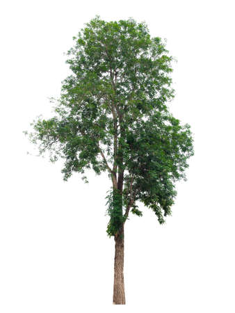 Beautiful tree on a white background. (Used for background image , Or design work)の写真素材