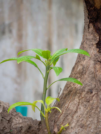 yellow green fresh young new mango leaves.の写真素材