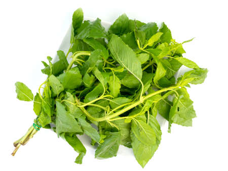 Fresh basil leaves isolated on white background.の写真素材