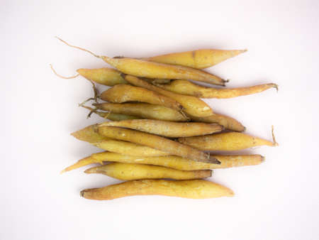 Finger root (Kaempferia) Thai herbs Kaempfer white.の写真素材