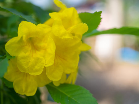 Beautiful Yellow trumpet-flower , beautiful garden and flowers.の写真素材