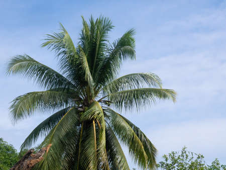 Coconut tree on beautiful sky background.の写真素材