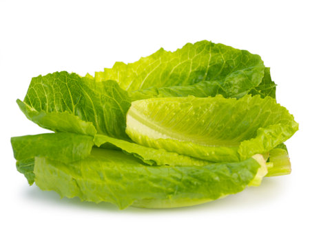 organic vegetable green cos lettuce plant on white background. (This has clipping path)の写真素材