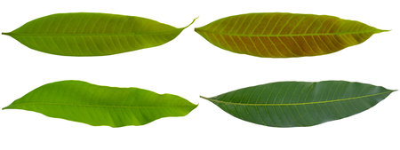 Green mango leaf isolated on white background. (This has clipping path)の写真素材
