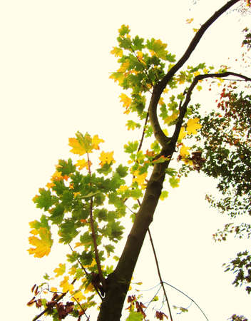 autumn leavesの写真素材