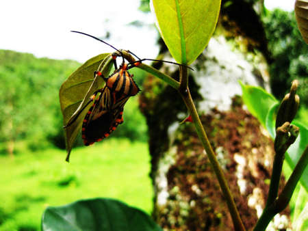 big beetle hanging on leaf costa ricaの写真素材