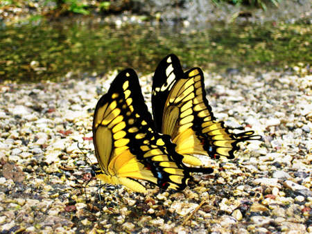 butterflies drinking water costa ricaの写真素材