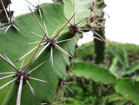 giant stingy cactus costa ricaの写真素材