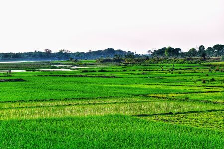 A wide spread green agricultural field with some swamp land. On the far horizon small mounds are seenの写真素材