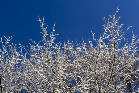 A Tree with snow coveret brecnches under a clear blue skyの写真素材