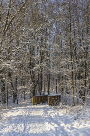 a bridge in a snowy forestの写真素材