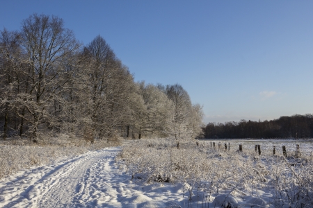 snow covered trees, field and footpath 
の写真素材