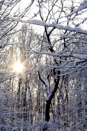 the sun behind snow covered treesの写真素材