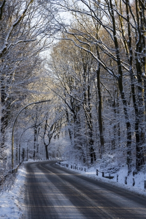 A road through a forrest during winter time with snow covered treesの写真素材