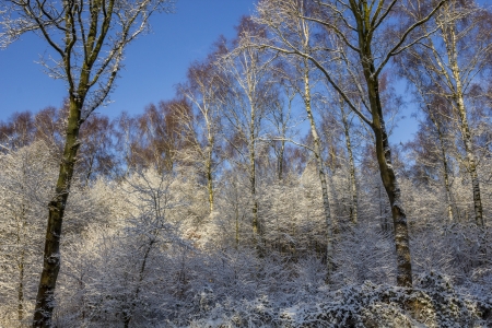 snow covered trees and blue skiesの写真素材