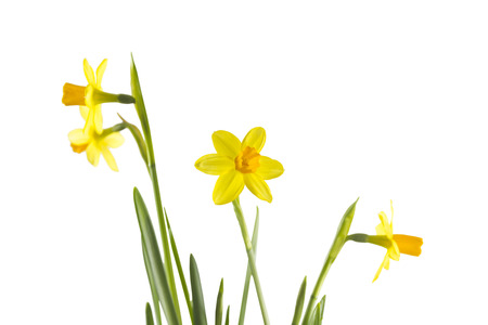 Tete flowers isolated on white backgroundの写真素材