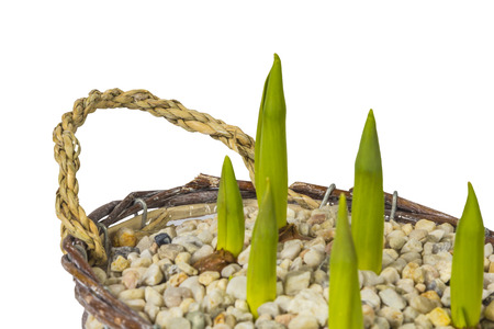 Springing Tulips (Tulipa) in a pasket with gravel isolated on white background の写真素材