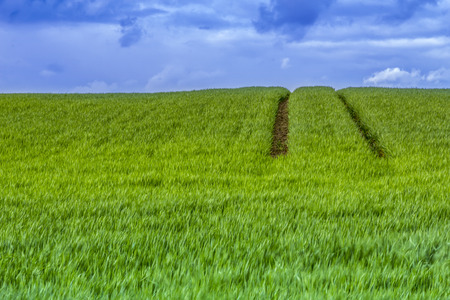 uphill view of a green meadow with tracksの写真素材