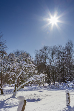 Sun on blue skies above snow covered treesの写真素材