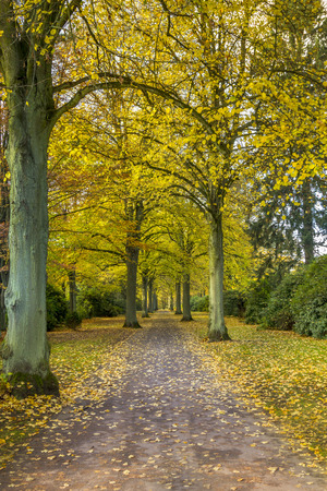 Alley Road on a sunny autumn dayの写真素材
