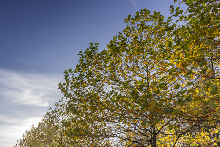 maple tree on a sunny autumn dayの写真素材