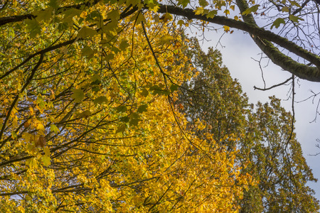Trees with orange coloured leaves on a sunny autumn dayの写真素材