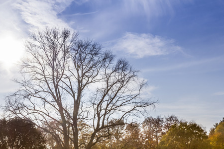 Leaveless tree with back light on a sunny autumn dayの写真素材