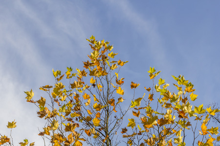 maple tree on a sunny autumn dayの写真素材