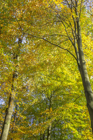 Trees with orange coloured leaves on a sunny autumn dayの写真素材