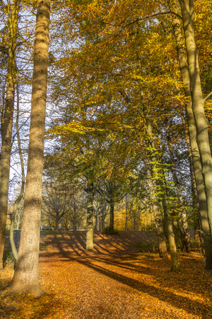 View through a forest with various broadleaf and conifer trees during autumnの写真素材