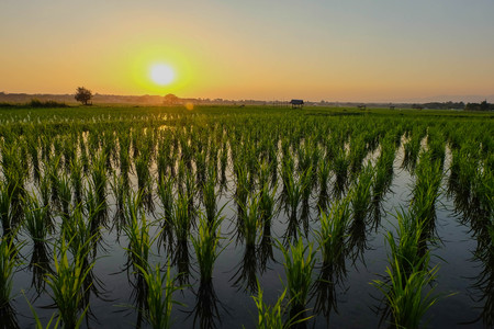 sunset at field.の写真素材