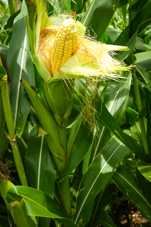 A corn in field before harvest.