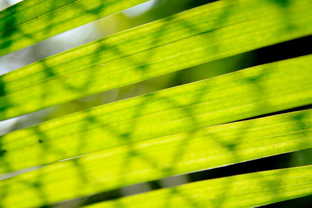 Texture background of backlight fresh green Leaf.の写真素材