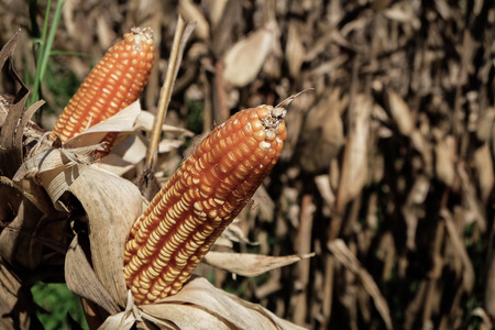 Brown and dried out corn and corn stocks still standing in a corn field after the harvest season has ended.の写真素材