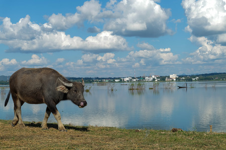 Asian buffalo eat grass near the lake on a bright dayの写真素材