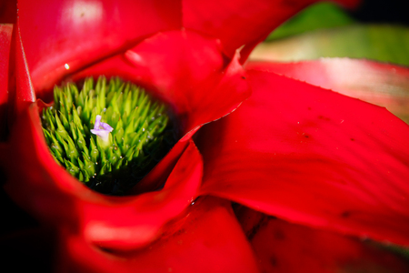 closed up of red Bromeliad flowerの写真素材