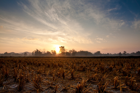 rice fields harvested in the morning.の写真素材