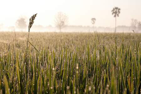 Dew on the rice field in the morning.の写真素材