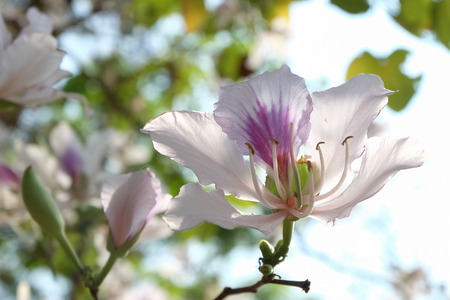 Bautiful white flower,Bauhinia variegata,Orchid tree,Camel's Foot Tree,Bauhinia variegata is a...