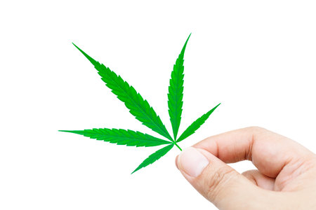 Male hand holding marijuana leaves isolated on white background with clipping path.の写真素材