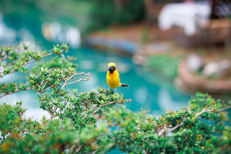 Weaver bird (baya weaver) on branch with outdoor nature.の写真素材